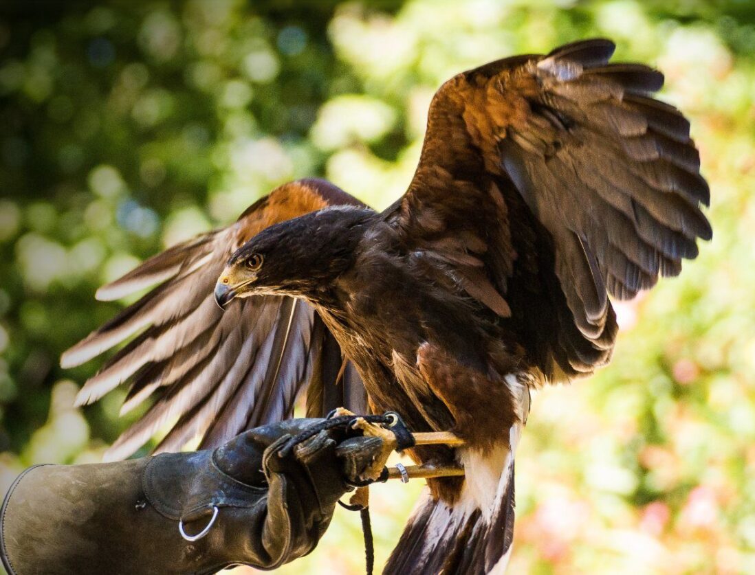 Falconry