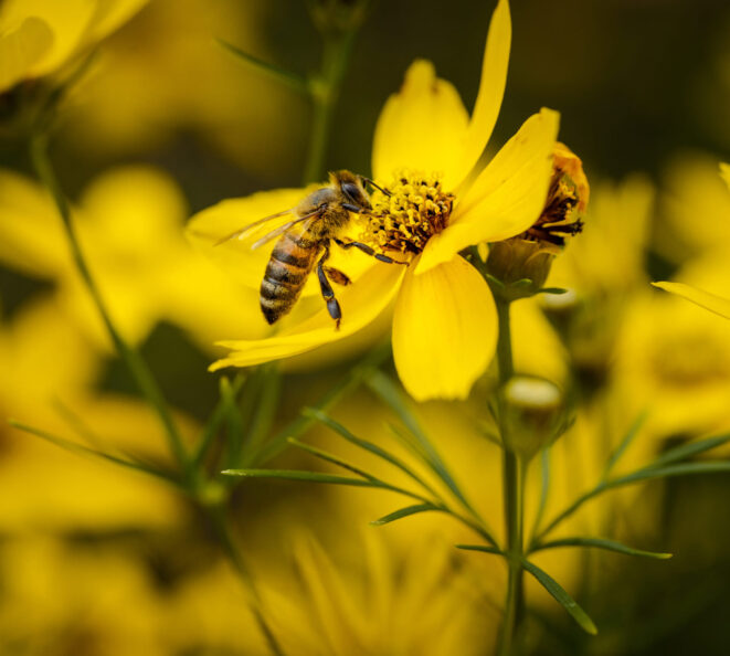 Our Bee Apiary