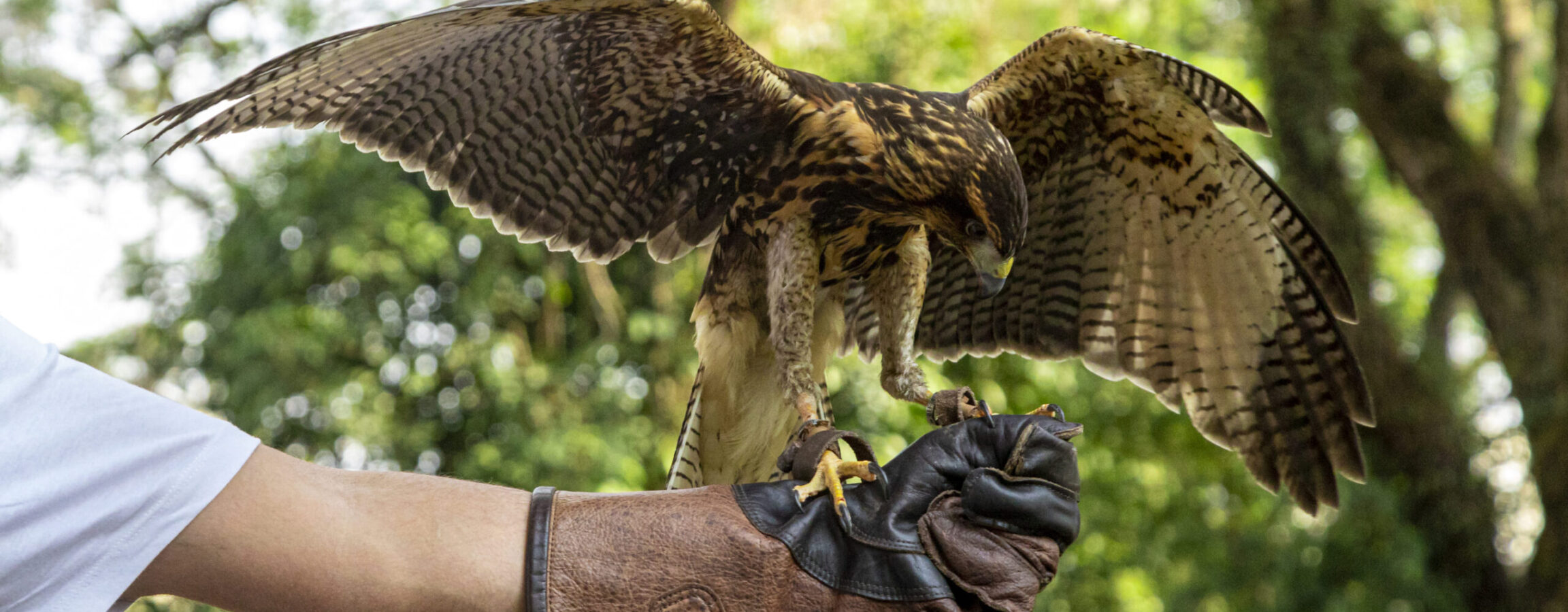 Falconry