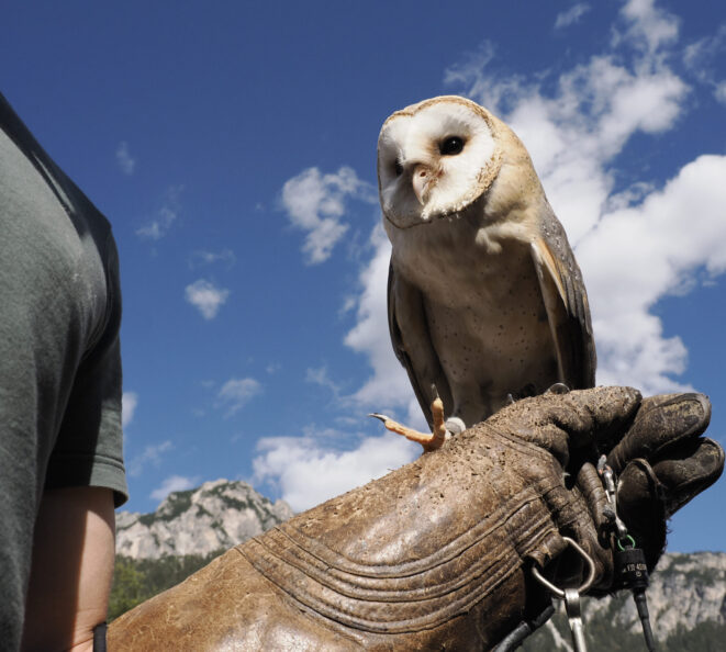 Falconry