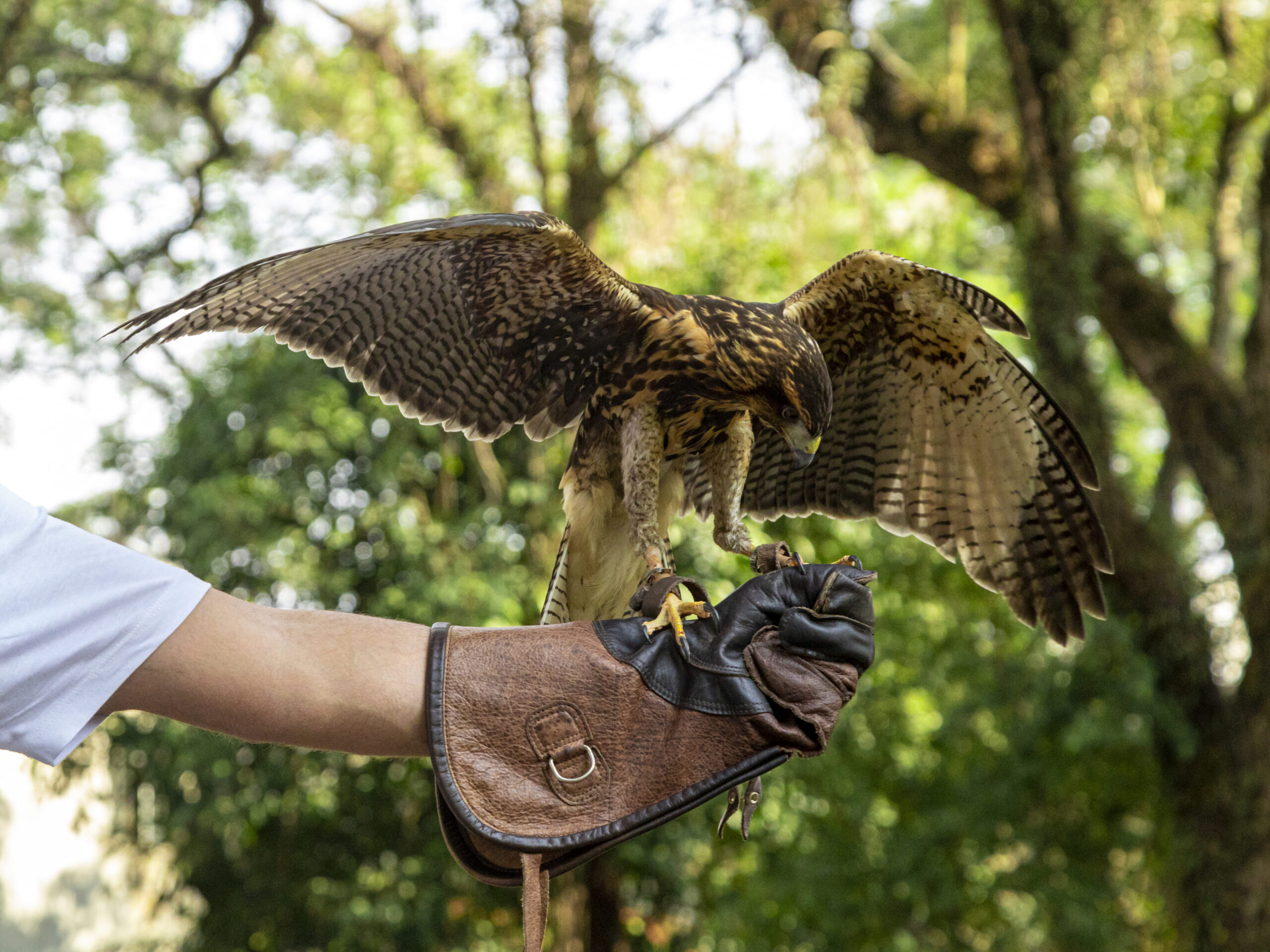 Falconry
