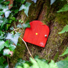 fairy forest - Druids Glen