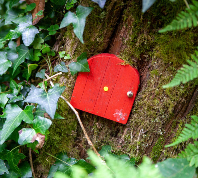 Fairy Forest 